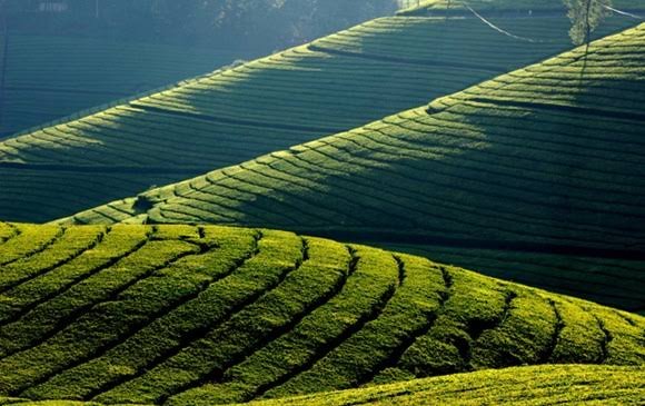 Nilgiri Tea Plantations